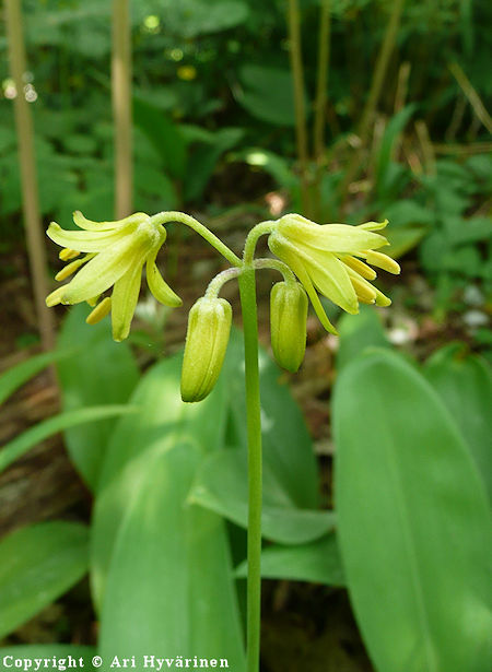 Clintonia borealis, keltaklintonia